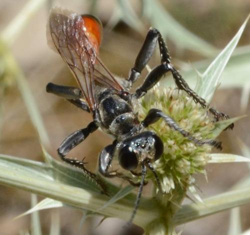 Réf. 187 687 : Prionyx lividocinctus